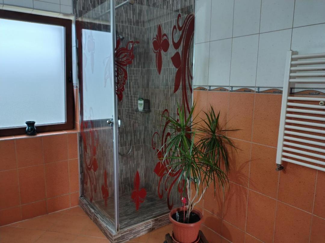 Vis Pension Viile Satu Mare Εξωτερικό φωτογραφία